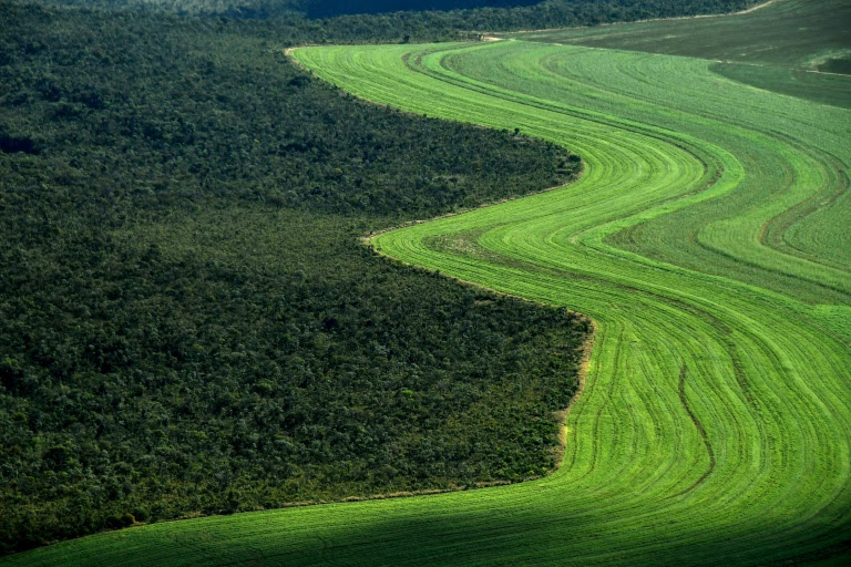 Imagem aérea de um grande campo agrícola ao lado de uma floresta, o cerrado
